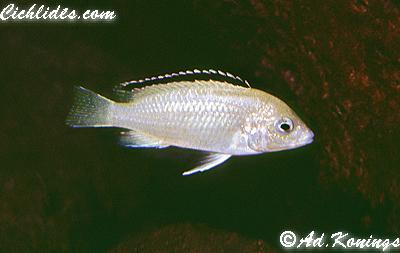 Самиця Labidochromis caeruleus 'blue white Chadagha