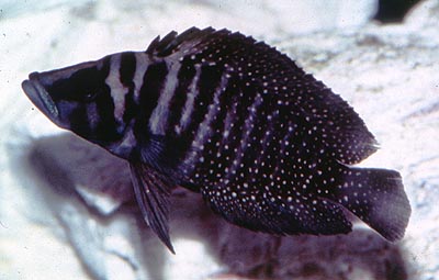 Самиця Altolamprologus calvus 'black'