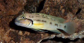 Самиця Telmatochromis temporalis