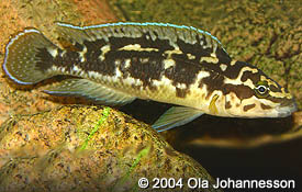 Самиця Julidochromis transcriptus 'Kalemie'