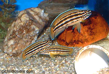 Самиця Julidochromis regani 'Chisanse'