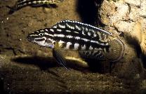 Самиця Julidochromis marlieri 'Sambia'