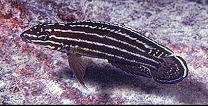 Самиця Julidochromis regani 'Kachese'