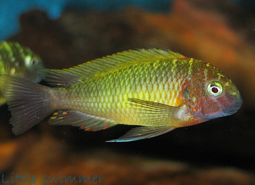 Самиця Tropheus moorii 'Nkonde yellow'