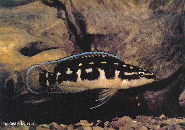 Самиця Julidochromis transcriptus 'Kissi'