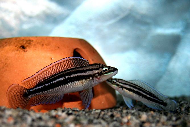 Самиця Julidochromis dickfeldi 'Livua'