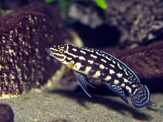 Самиця Julidochromis marlieri 'Burundi'