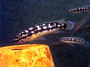 Самиця Julidochromis marlieri 'Katoto'