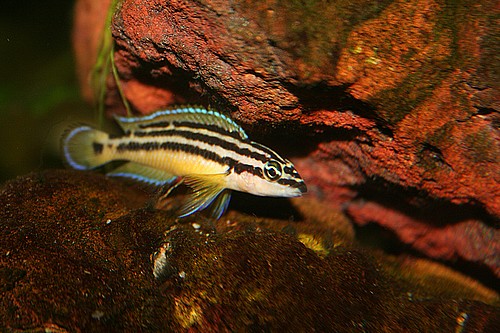 Самиця Julidochromis ornatus 'Uvira'