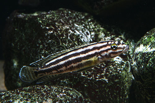 Самиця Julidochromis regani 'Kagongo'