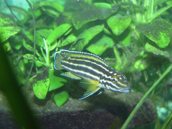 Самиця Julidochromis regani 'Sumbu gold'