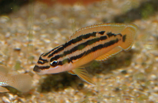 Самиця Julidochromis ornatus