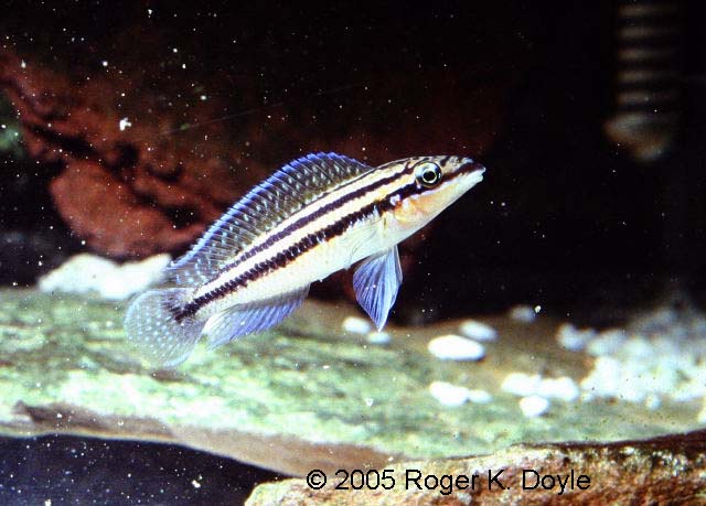 Самиця Julidochromis dickfeldi 'Moliro'