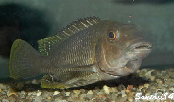 Самиця Petrochromis famula 'Tembwe silver'
