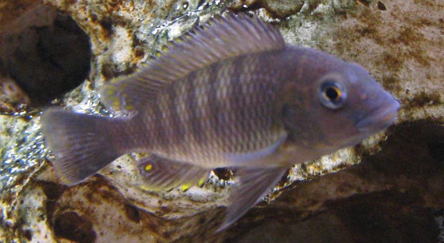 Самиця Petrochromis famula 'Chimba'