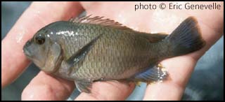 Самиця Petrochromis famula 'Kapemba'