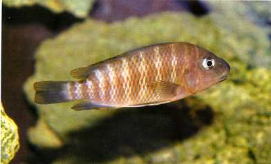 Самиця Petrochromis famula 'Kigoma'