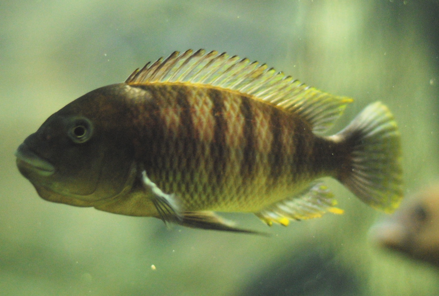 Самиця Petrochromis famula 'kaiser'