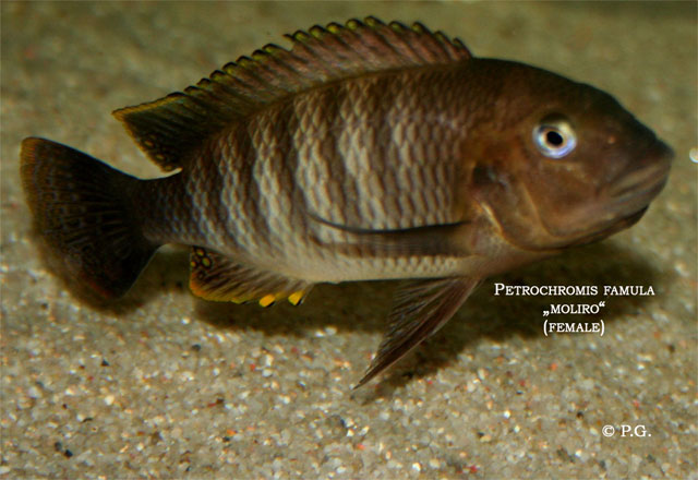 Самиця Petrochromis famula 'Moliro'