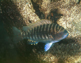 Самиця Petrochromis fasciolatus 'Katete'