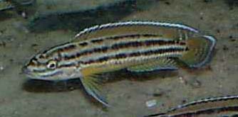 Самиця Julidochromis regani 'Zambia gold'