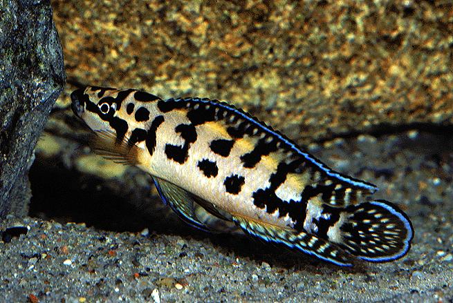 Самиця Julidochromis marlieri 'Gombe'