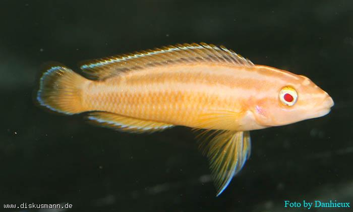 Самиця Julidochromis ornatus albino