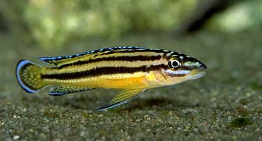 Самиця Julidochromis regani 'Kipili'