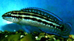 Самиця Julidochromis ornatus 'blue fin'