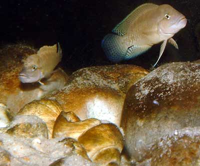 Самиця Telmatochromis temporalis 'shell'