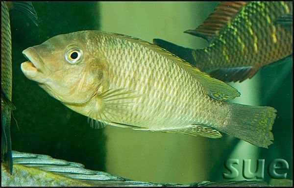 Самиця Petrochromis famula 'Katete'