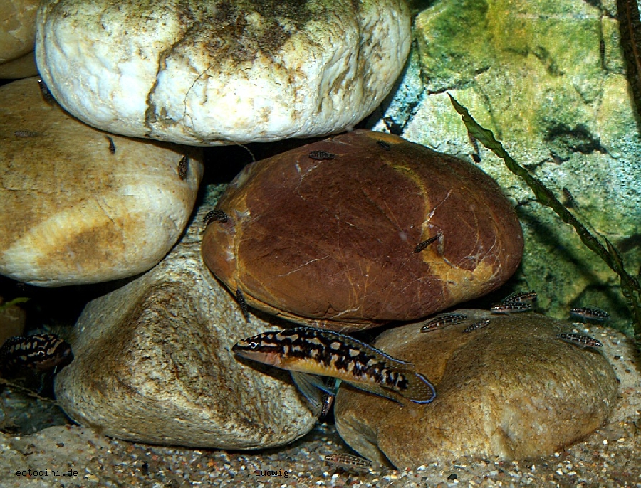 Самиця Julidochromis transcriptus 'Kisonso'