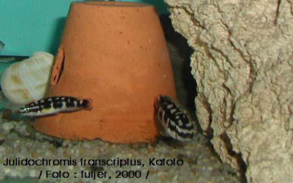 Самиця Julidochromis transcriptus 'Katoto'