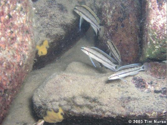 Самиця Telmatochromis vittatus 'Kalambo'