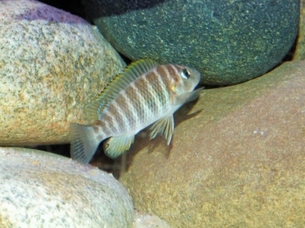 Самиця Petrochromis famula 'Nyanza Lac'