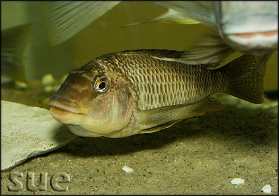 Самиця Petrochromis famula 'texas gold'