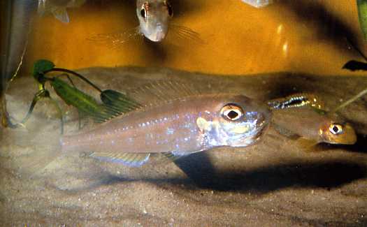 Самиця Microdontochromis rotundiventralis