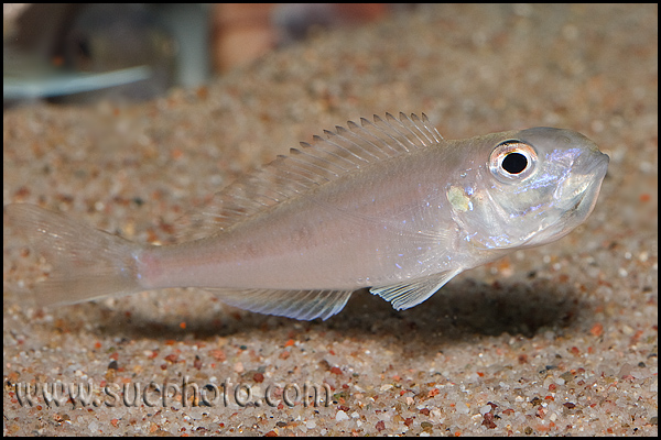 Самиця Microdontochromis tenuidentatus