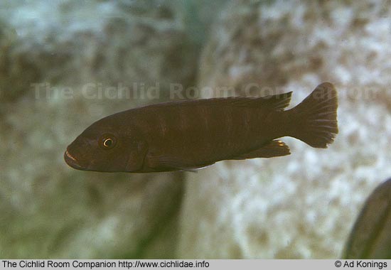 Самець Genyochromis mento 'Chinyankwazi'