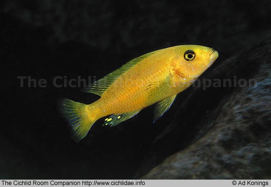 Самець Genyochromis mento 'Katale'