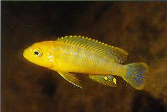 Pseudotropheus spec. 'lime nkhomo Mbenji gelb', male