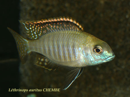Самець Lethrinops auritus 'Chembe'