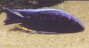 Самець Aulonocara kandeensis
