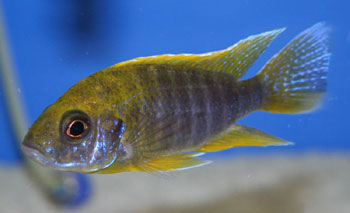 Самець Aulonocara jacobfreibergi 'Undu Reef'