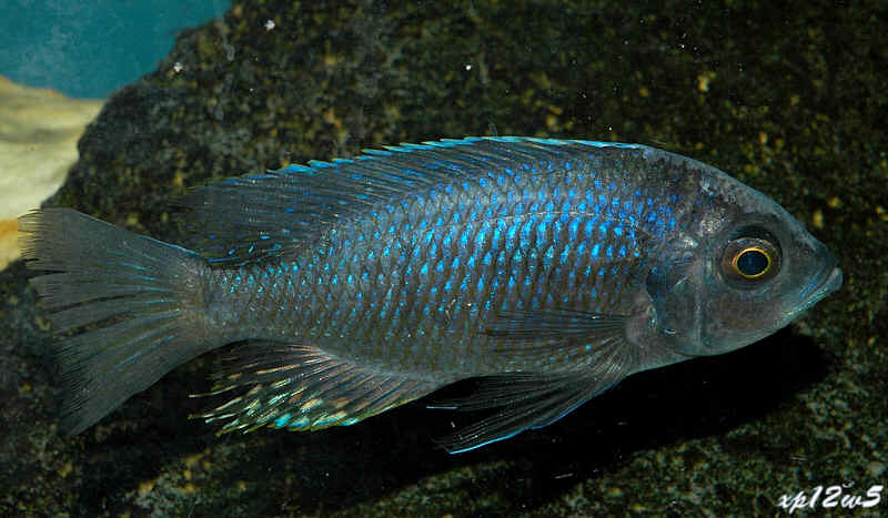 Самець Copadichromis spec. 'mloto reef Chilumba'