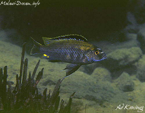 Самець Cyathochromis obliquidens 'Narungu'