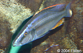 Самець Dimidiochromis compressiceps