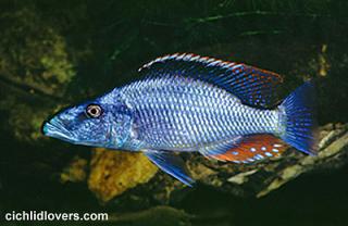 Самець Dimidiochromis compressiceps 'gold'
