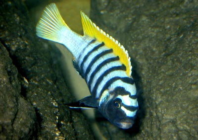Самець Cynotilapia afra 'Jalo Reef'