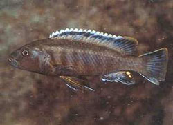 Самець Genyochromis mento